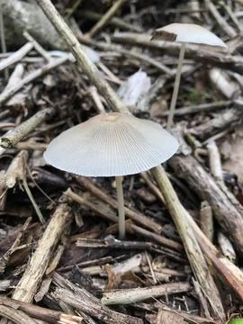 FUNGI Stock Photos