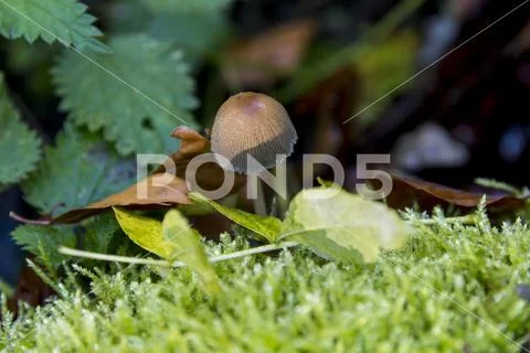 Fungi in Savernake Forest Wiltshire England - United Kingdom Stock Photos