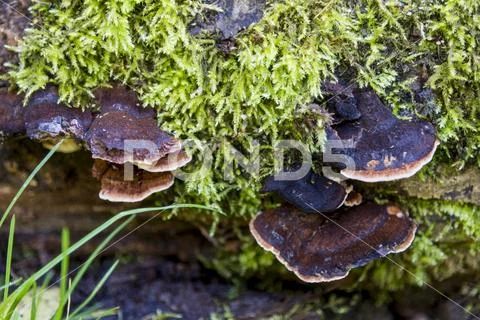 Fungi in Savernake Forest Wiltshire England - United Kingdom Stock Photos