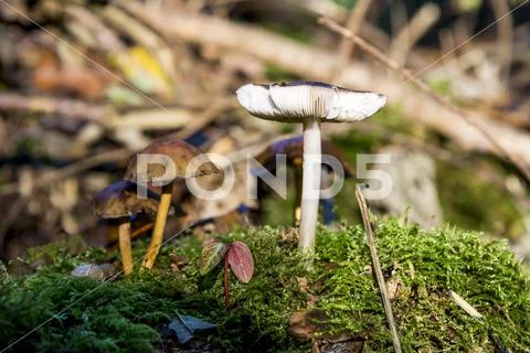 Fungi in Savernake Forest Wiltshire England - United Kingdom Stock Photos