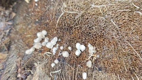 Fungi sprouting 스톡 동영상 323149415