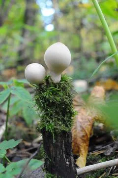 Fungi on a stump Stock Photos