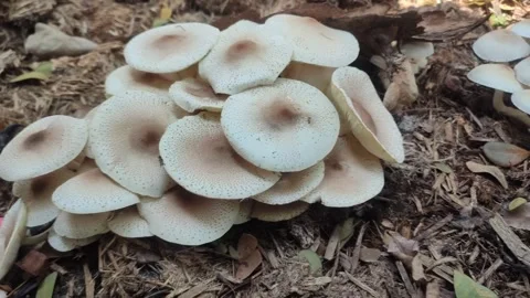 Fungi thrive in sugarcane pulp Video stock 260354826