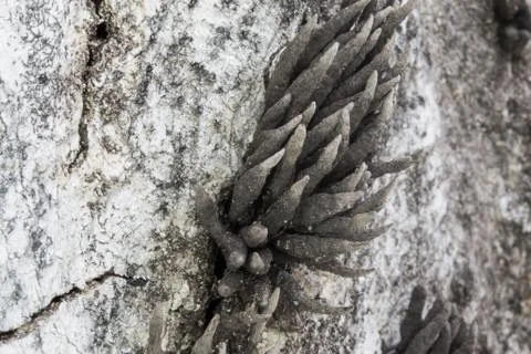 Fungi on a timber Stock Photos