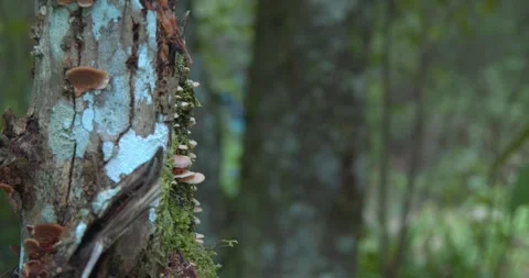 Fungi in a tree 스톡 동영상 242118109