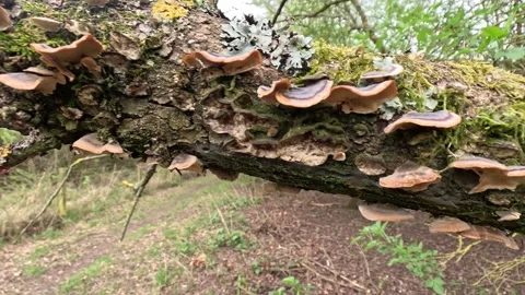 Fungi on a tree 库存影片 332109066