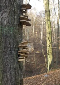 Fungi on a tree Stock Photos