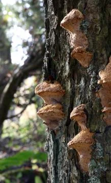Fungi on tree. Stock Photos
