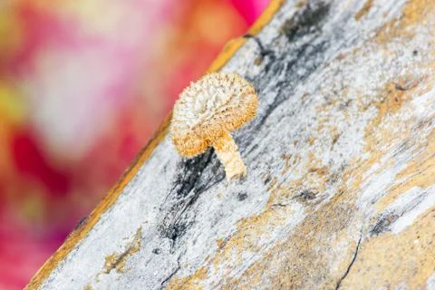 Fungi on tree. Stockfoto's