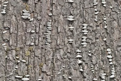 Fungi on tree seamless texture Stock Photos