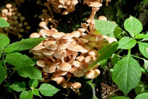 Fungi on tree stump Stock Photos
