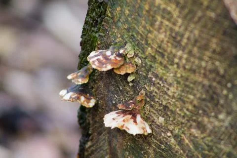 Fungi on Tree Trunk Stock Photos