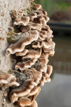 Fungi on weathered tree trunk Stock Photos