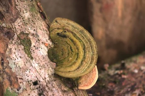 Fungi14 Stock Photos
