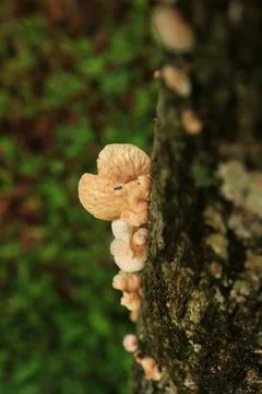Fungi42 Stock Photos