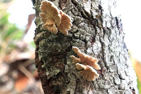 Fungi7 Stock Photos
