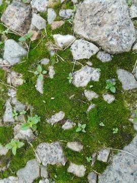 Fungi,lichen and algae Stock Photos