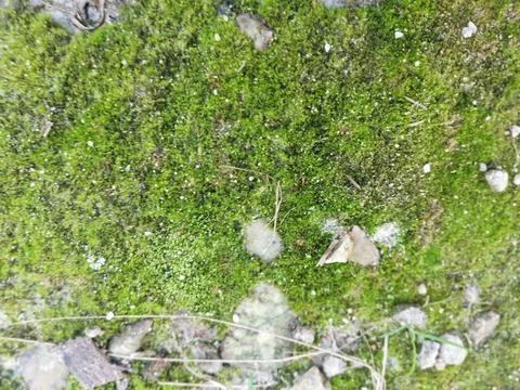 Fungi,lichen and algae 스톡 사진