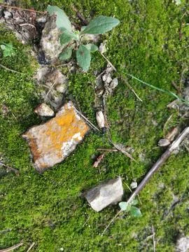 Fungi,lichen and algae 스톡 사진