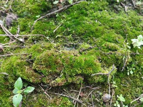 Fungi,lichen and algae Stock Photos