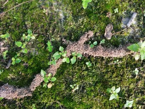 Fungi,lichen and algae Foto stock