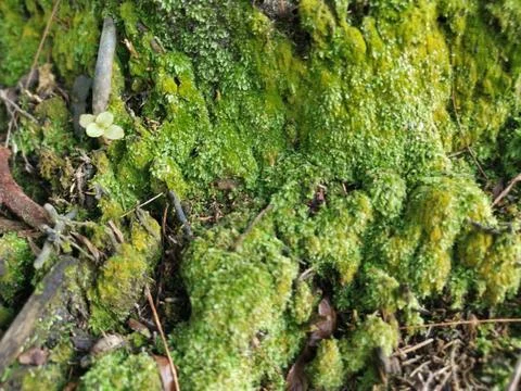 Fungi,lichen and algae Stock Photos