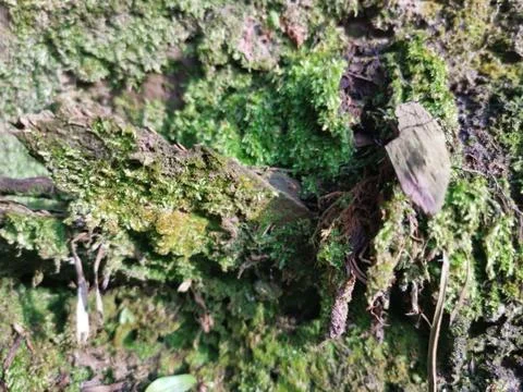 Fungi,lichen and algae Stock Photos