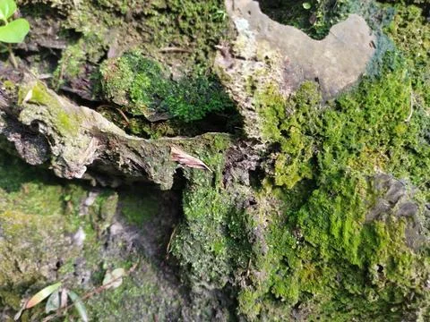 Fungi,lichen and algae Stock Photos