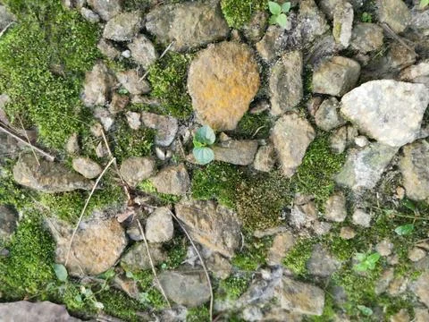 Fungi,lichen and algae Stock Photos