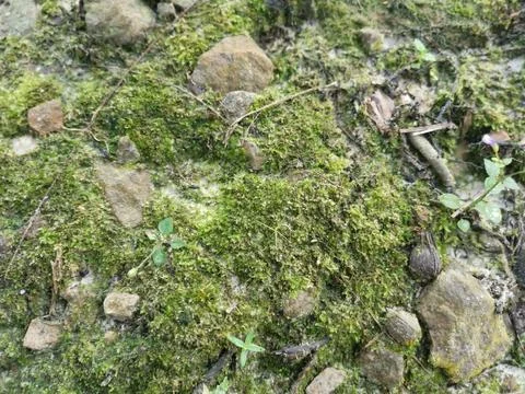 Fungi,lichen and algae 스톡 사진