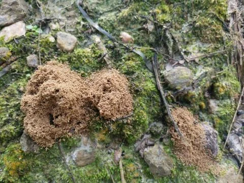 Fungi,lichen and algae Stock Photos