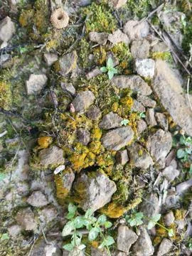 Fungi,lichen and algae Stock Photos