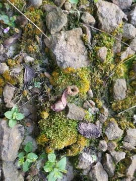 Fungi,lichen and algae Stock Photos