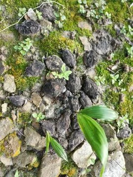 Fungi,lichen and algae Stock Photos