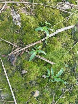 Fungi,lichen and algae Stock Photos