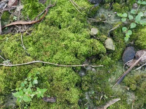 Fungi,lichen and algae Foto stock