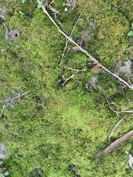 Fungi,lichen and algae Stock Photos
