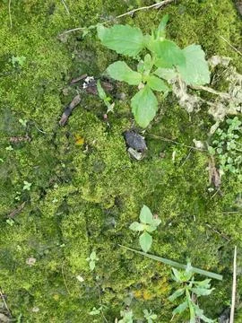 Fungi,lichen and algae Foto stock