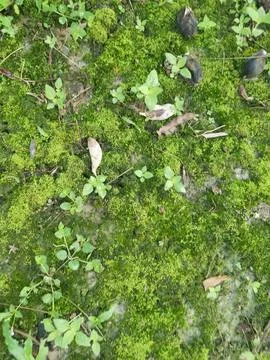 Fungi,lichen and algae Foto stock