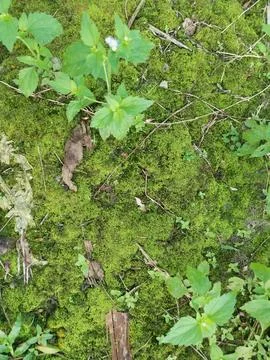 Fungi,lichen and algae Stock Photos