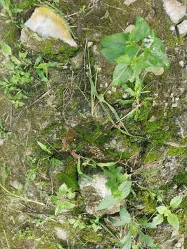 Fungi,lichen and algae Stock Photos