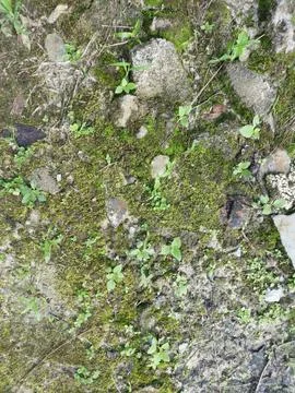 Fungi,lichen and algae Stock Photos