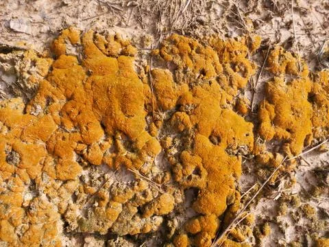 Fungi,lichen and algae Foto stock