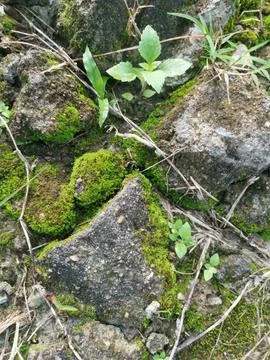 Fungi,lichen and algae Stock Photos
