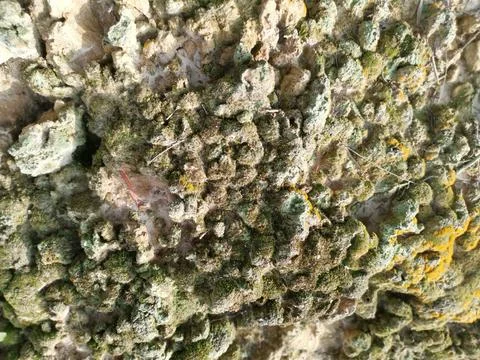 Fungi,lichen and algae Stock Photos