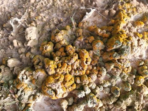 Fungi,lichen and algae Foto stock