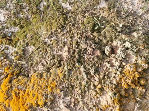 Fungi,lichen and algae 스톡 사진