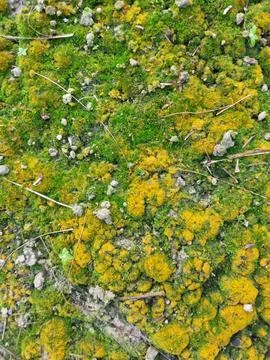 Fungi,lichen and algae Stock Photos