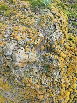 Fungi,lichen and algae Stock Photos
