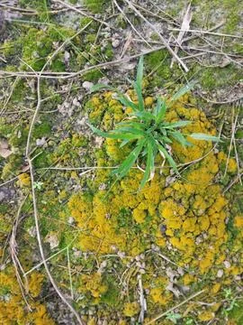 Fungi,lichen and algae Stock Photos
